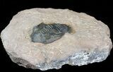 Nice Metacanthina (Asteropyge) Trilobite - Lghaft, Morocco #46280-1